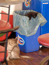 Reisebericht - mit tuifly.com nach Mali Losinj in Kroatien - die Imbi�katzen ;) in Merag auf Cres