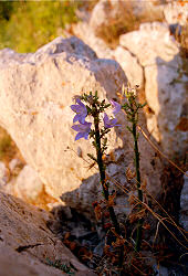 Lubenice - traumhaftes Bergdorf auf der Insel Cres an der kroatischen Adriak�ste