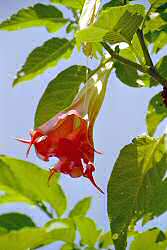 Bl�tenpracht in den G�rten von Mali Losinj