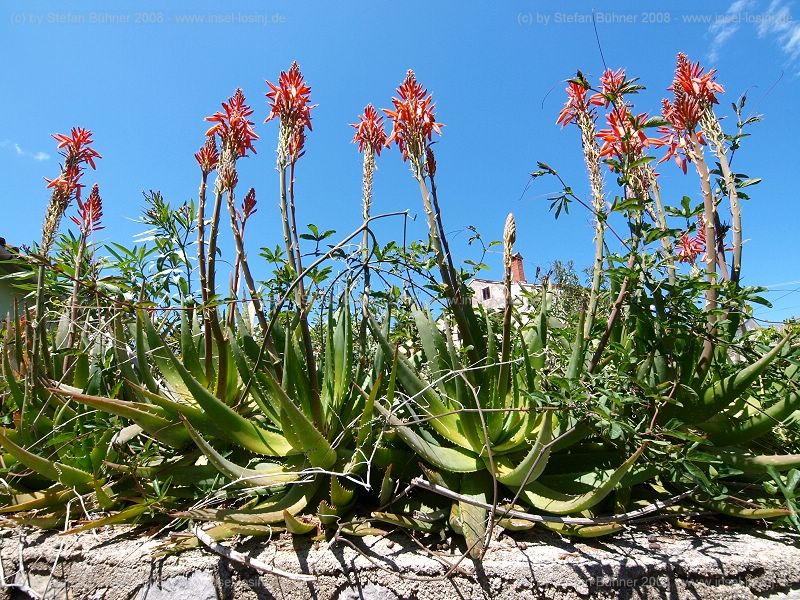 Blumenpracht im Fr�hjahr auf der Insel Losinj