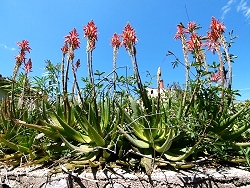 Blumenpracht im Fr�hjahr auf der Insel Losinj 